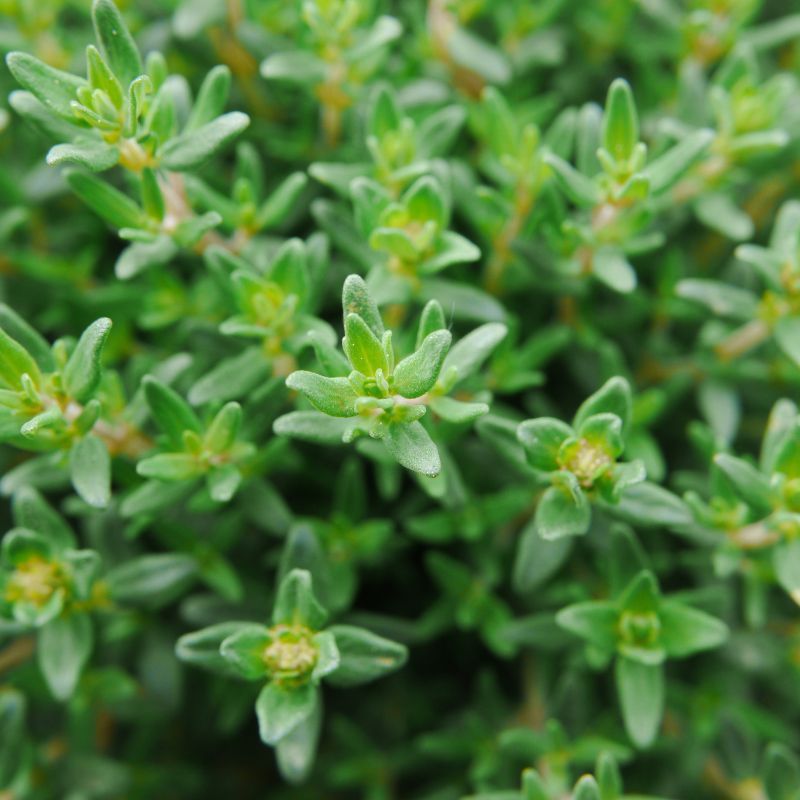 Thyme With Tiny Leaves And Bold Earthy Flavor
