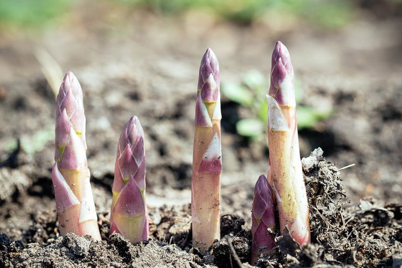 Asparagus Struggling With Clay Roots