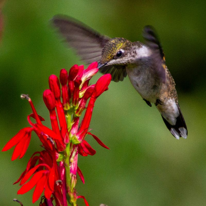 Hummingbirds And Butterflies Flock To Moist Garden Spots