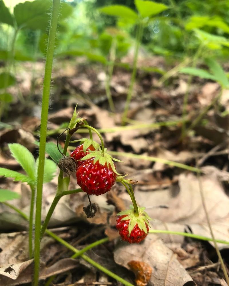 Wild Strawberry (Fragaria Virginiana)