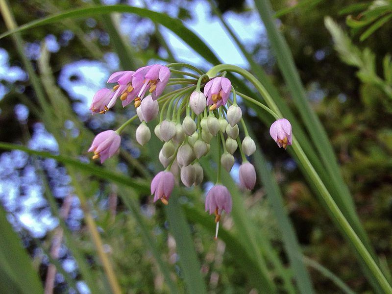 Nodding Onion Adds Delicate Rosy Charm