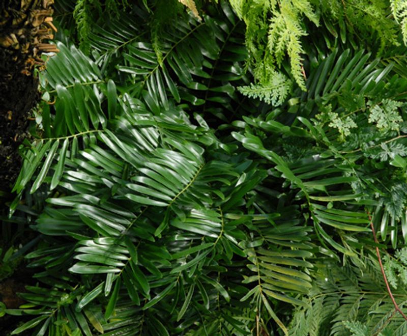 Coontie Adds Evergreen Texture And Supports Native Butterflies