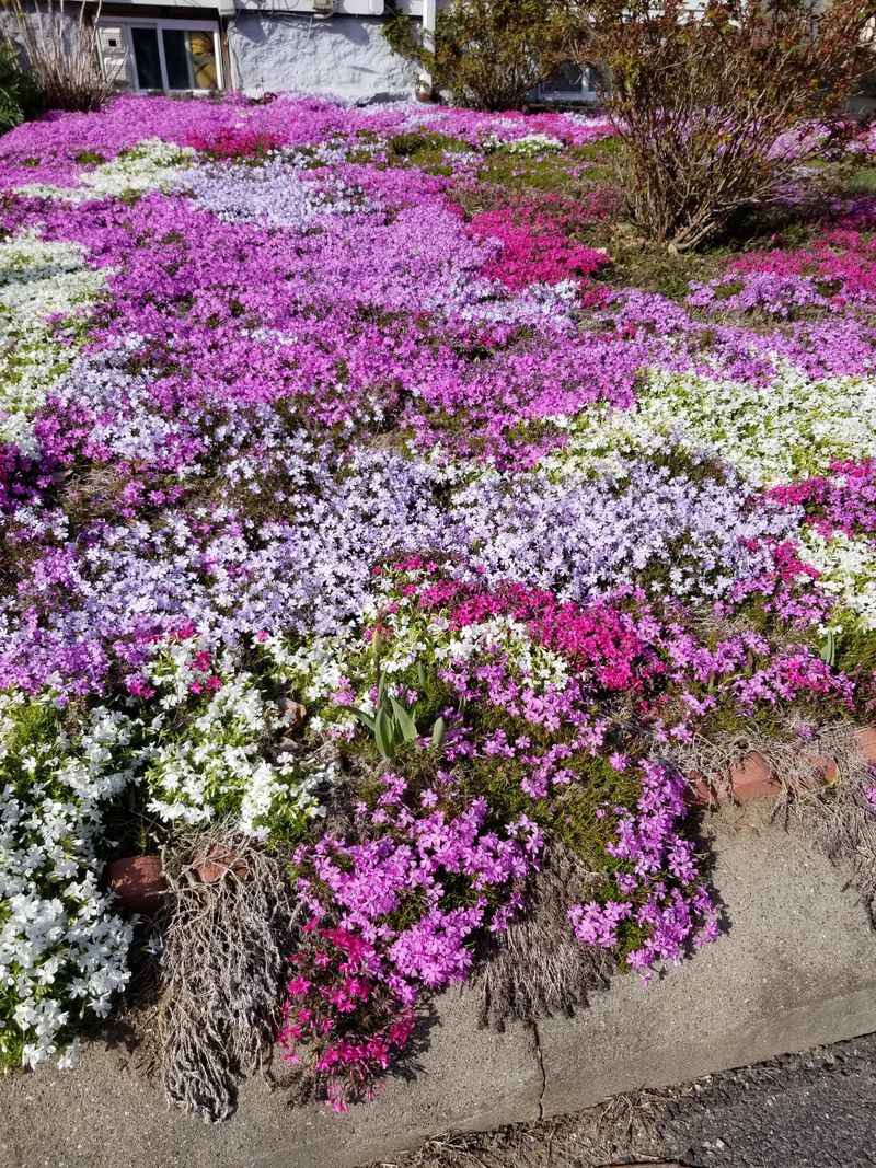 Creeping Phlox Creates A Soft Carpet Of Spring Flowers
