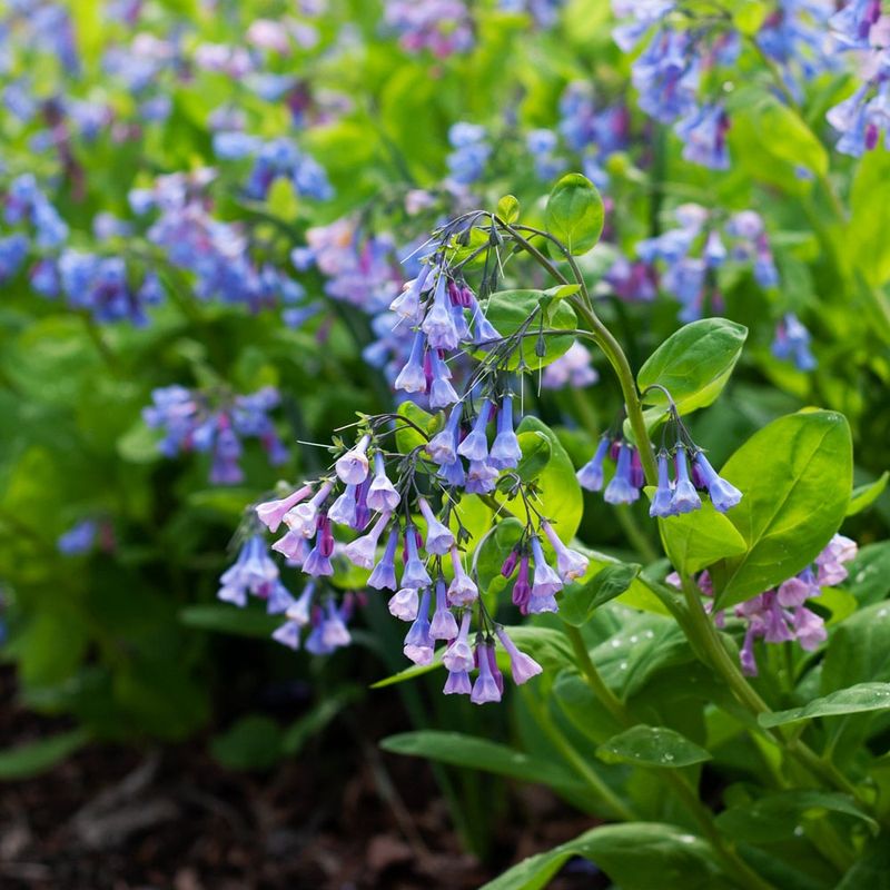 Virginia Bluebells Create A Sea Of Blue In Early Spring