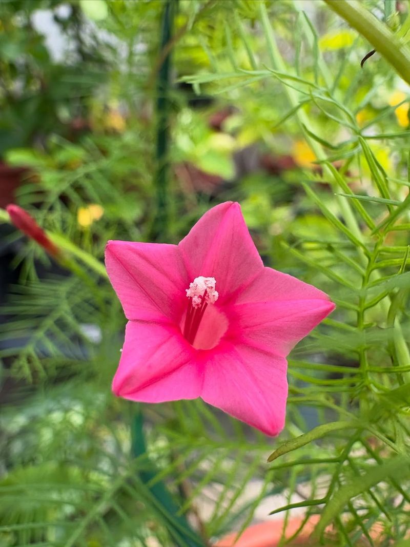 Cypress Vine That Twists Into Privacy