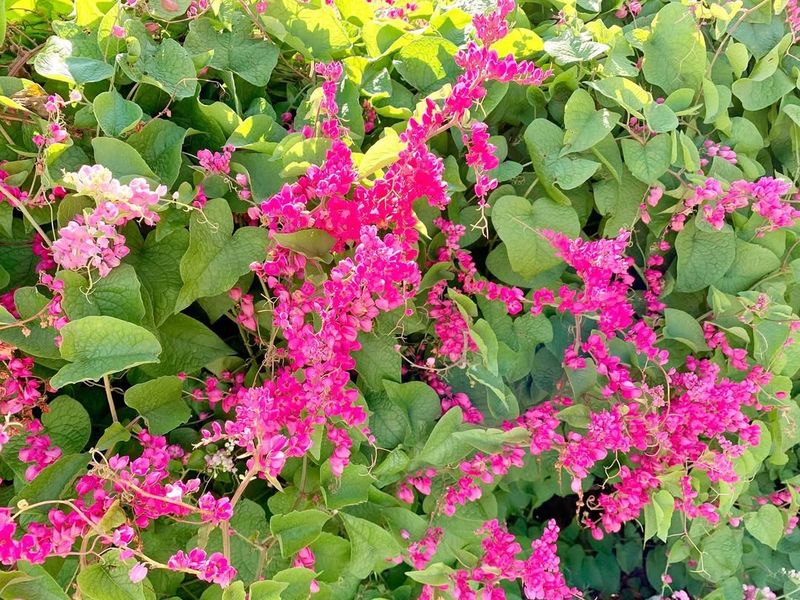 Coral Vine Cascades With Summer To Fall Blooms