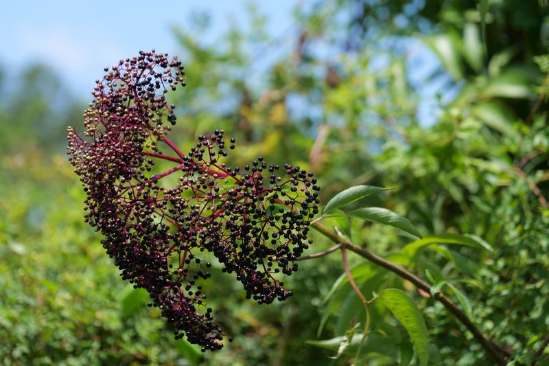 Elderberry