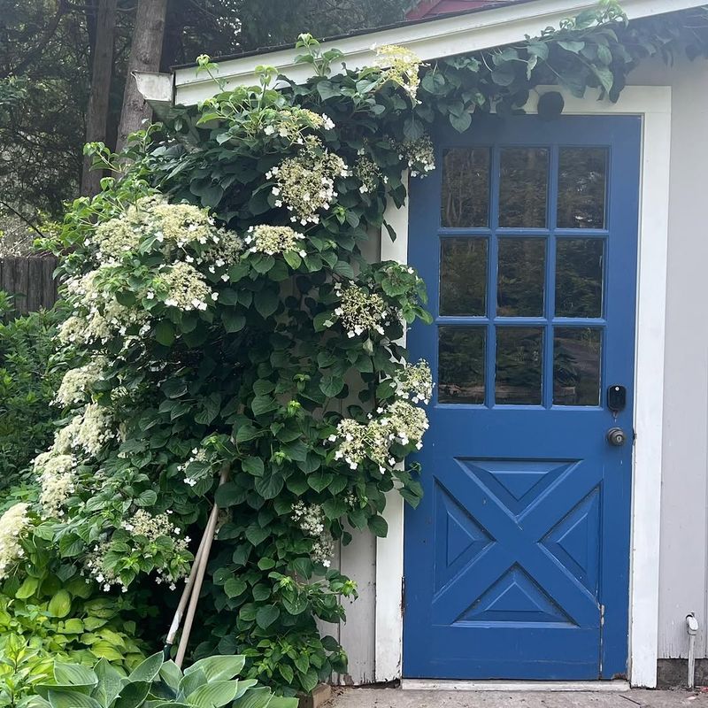 Hydrangea Vine