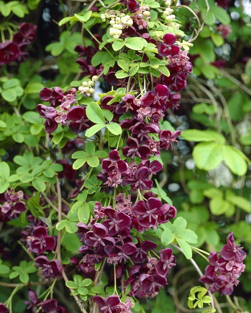 Chocolate Vine