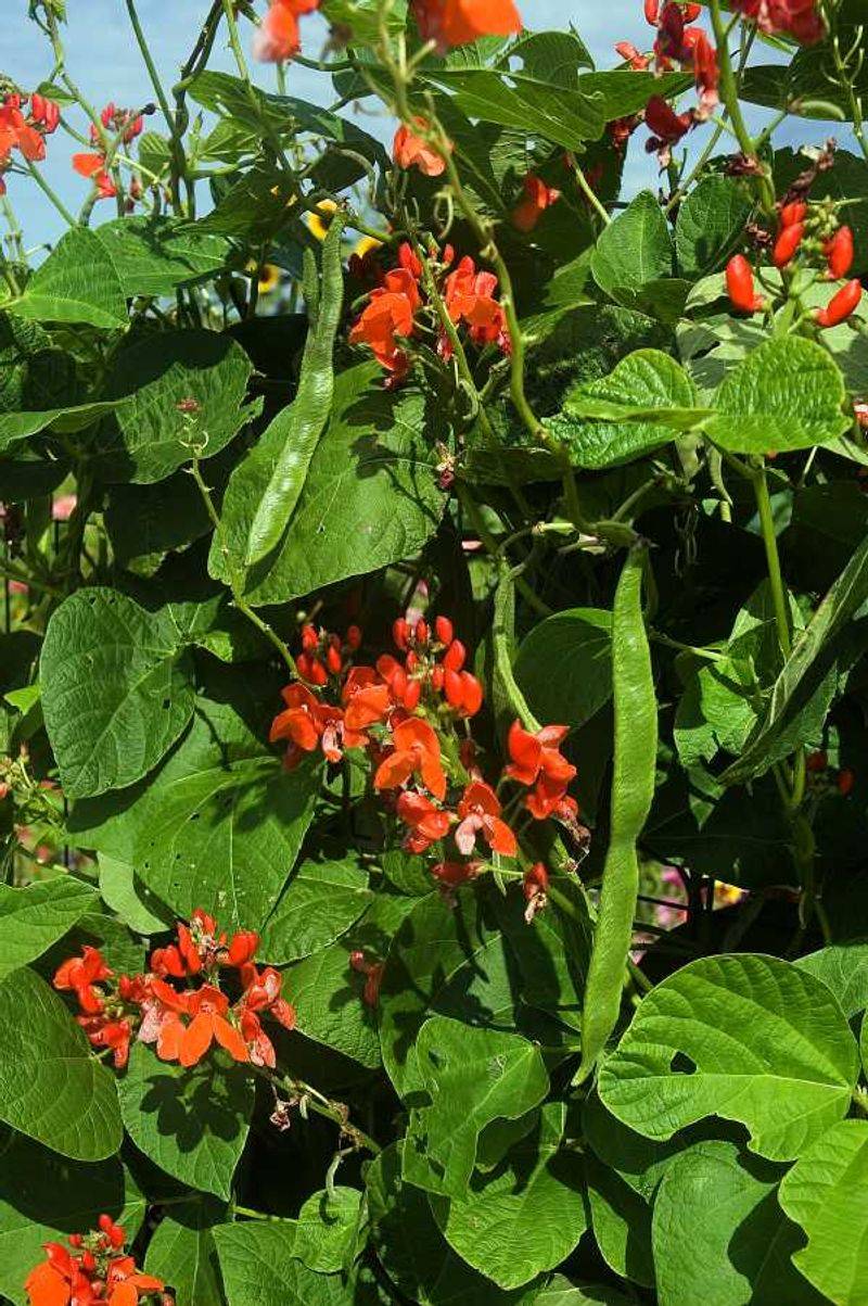 Scarlet Runner Bean