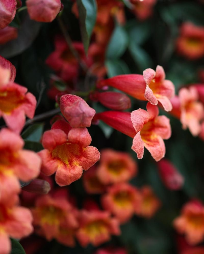Crossvine (Bignonia Capreolata)