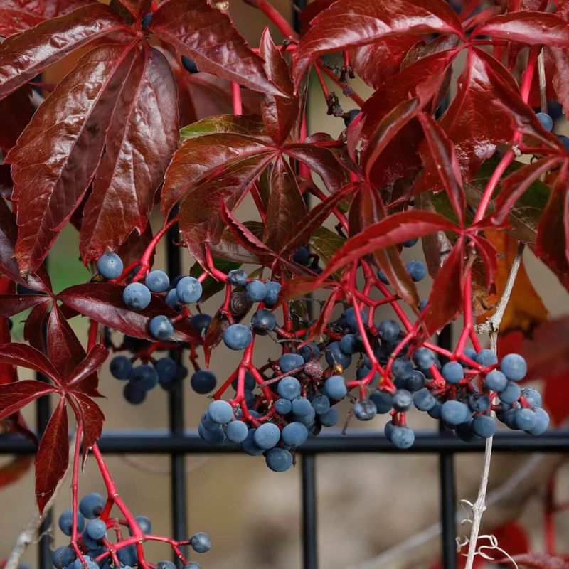 Virginia Creeper (Parthenocissus Quinquefolia)