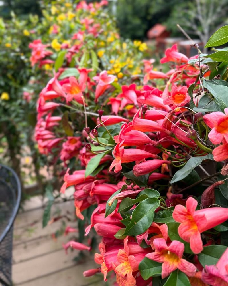 Crossvine (Bignonia Capreolata)