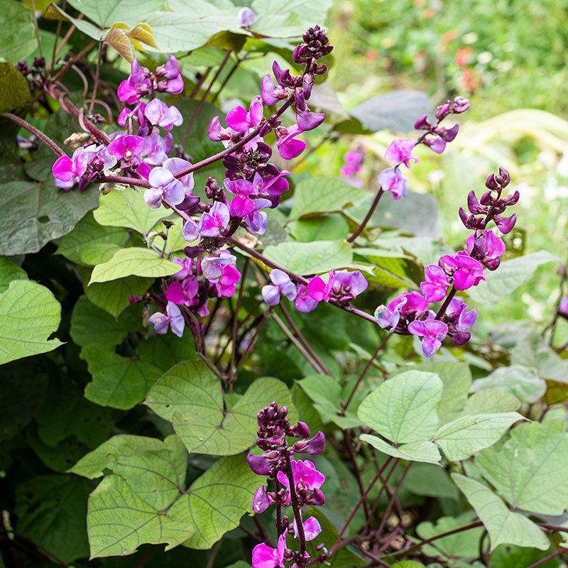 Hyacinth Bean Vine (Lablab Purpureus)