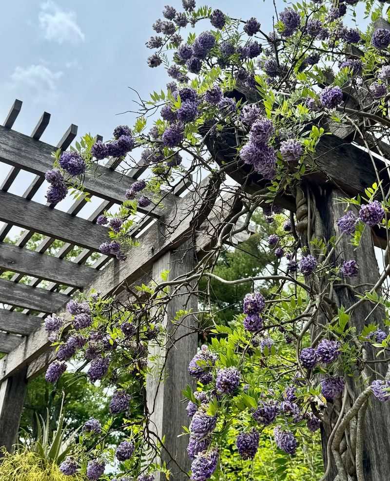 American Wisteria (Wisteria frutescens)