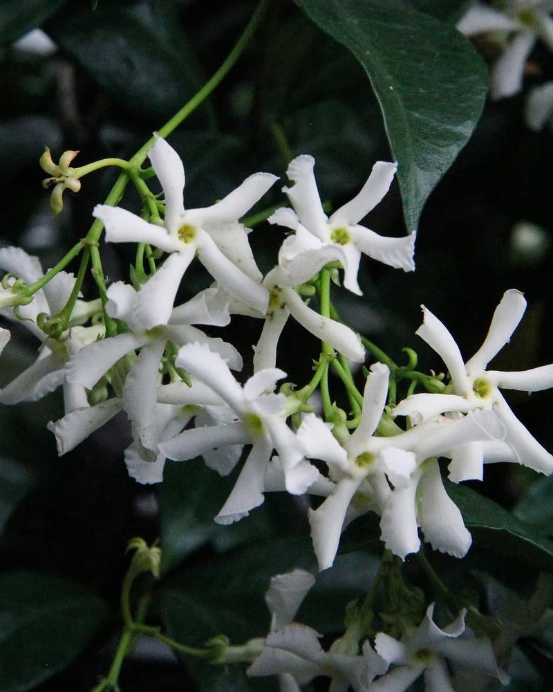 Confederate Jasmine Fills The Air With Sweet Scent