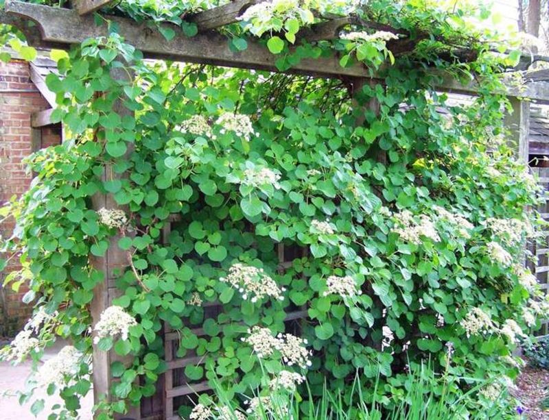 Climbing Hydrangea