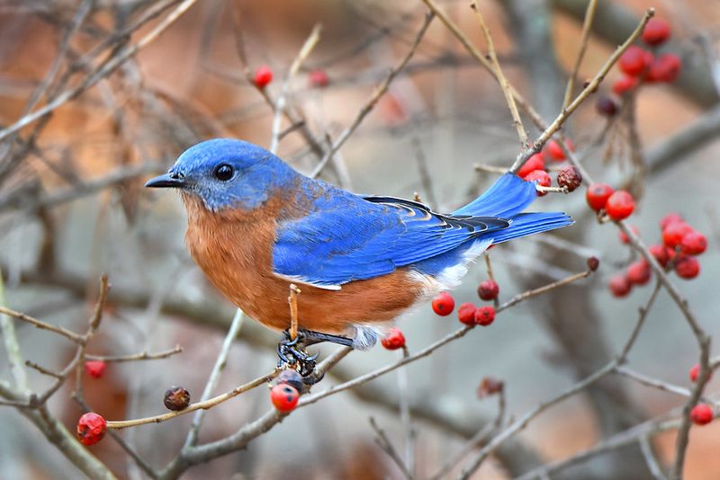Winterberry (Ilex Verticillata)