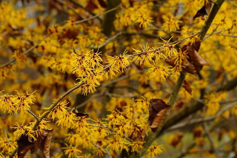 Witch Hazel Offers Unusual Beauty On A More Modest Scale