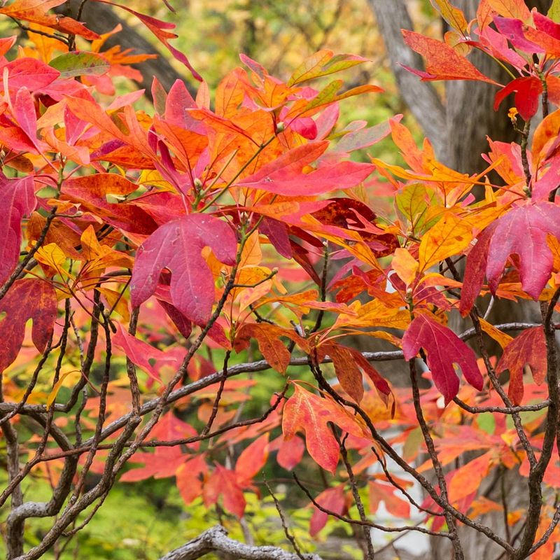 Sassafras Adds Fragrant Leaves And Striking Fall Color