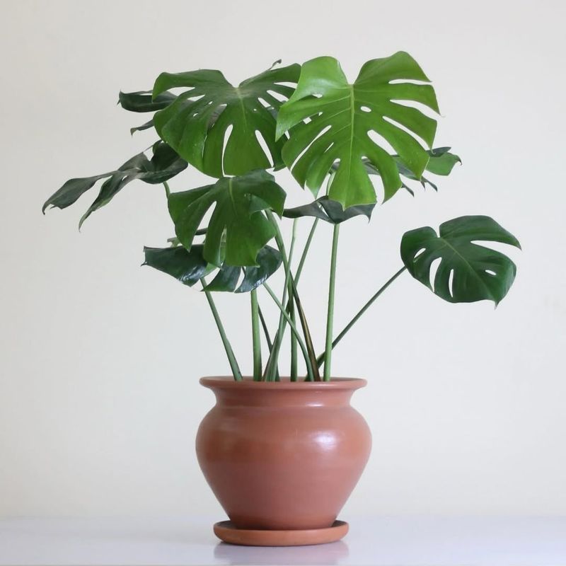Monstera Grows Into A Showpiece
