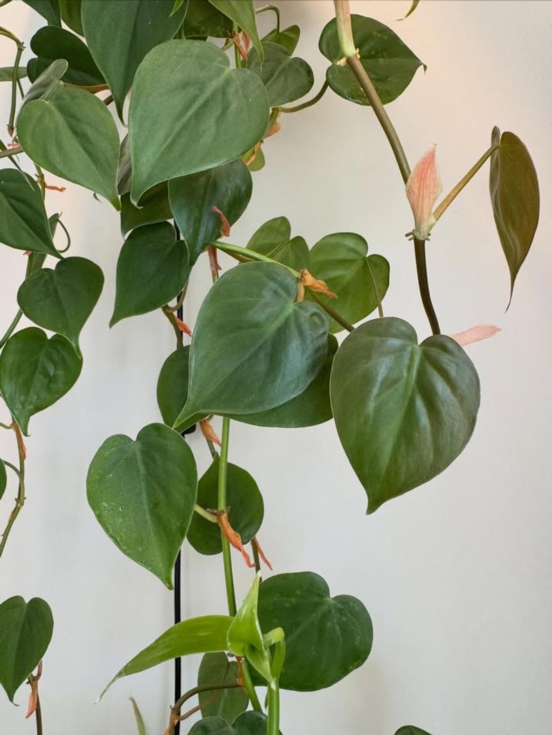 Heartleaf Philodendron Cascades Gracefully From Shelves