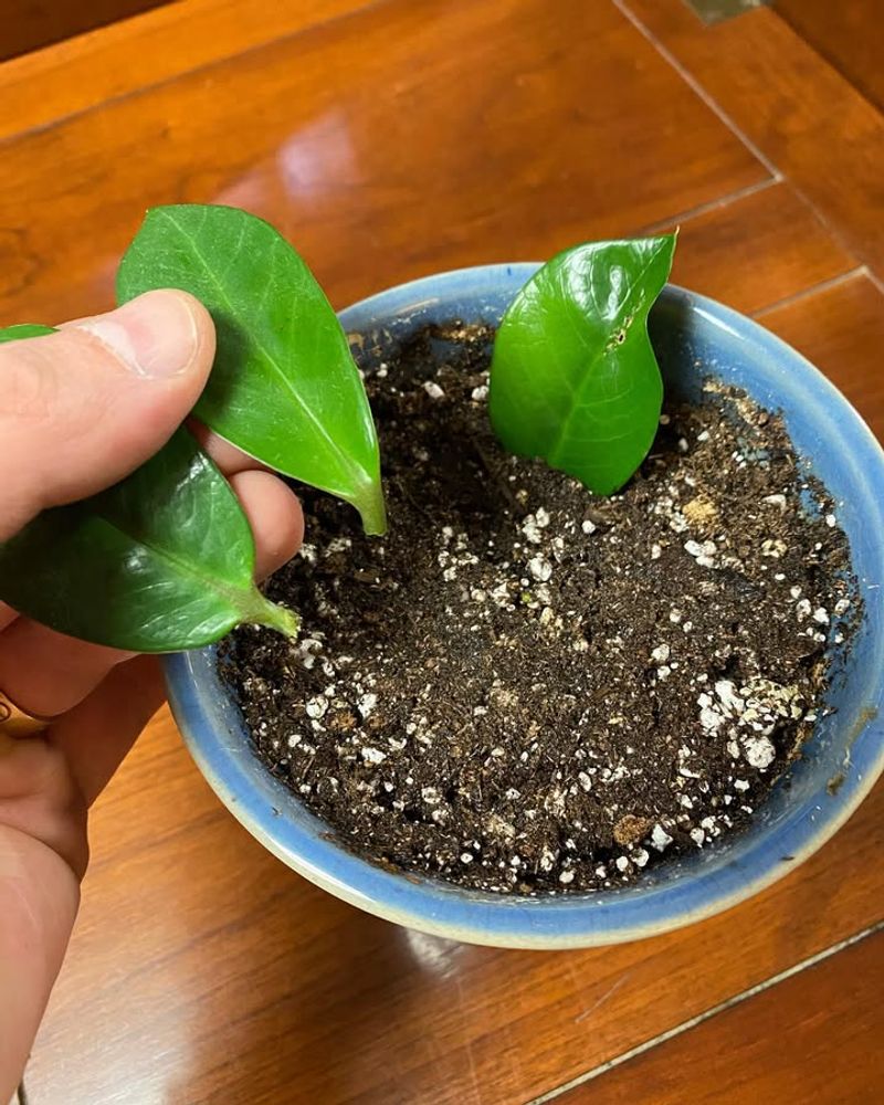 ZZ Plant Can Be Divided When Repotting In Spring