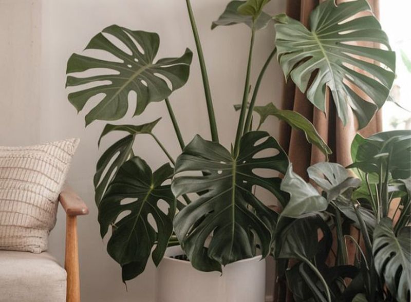 Monstera Grows Bold With Minimal Effort
