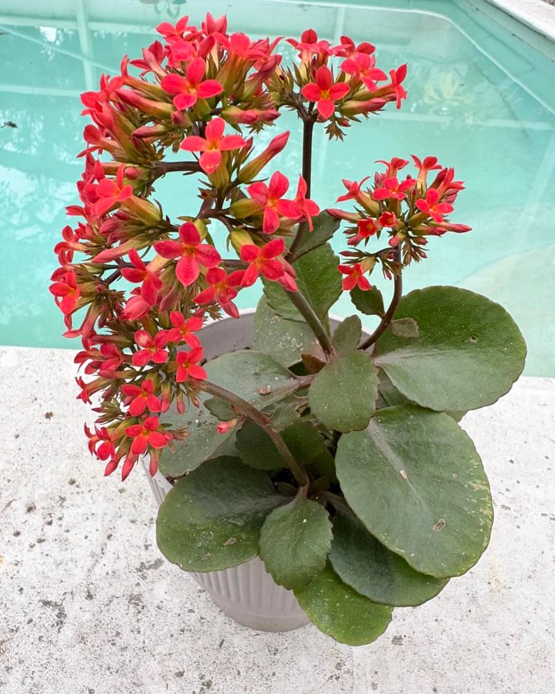 Kalanchoe Brings Bright Flowers That Hold For Weeks