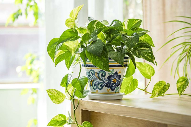 Pothos Signaling It's Time For A Bigger Home