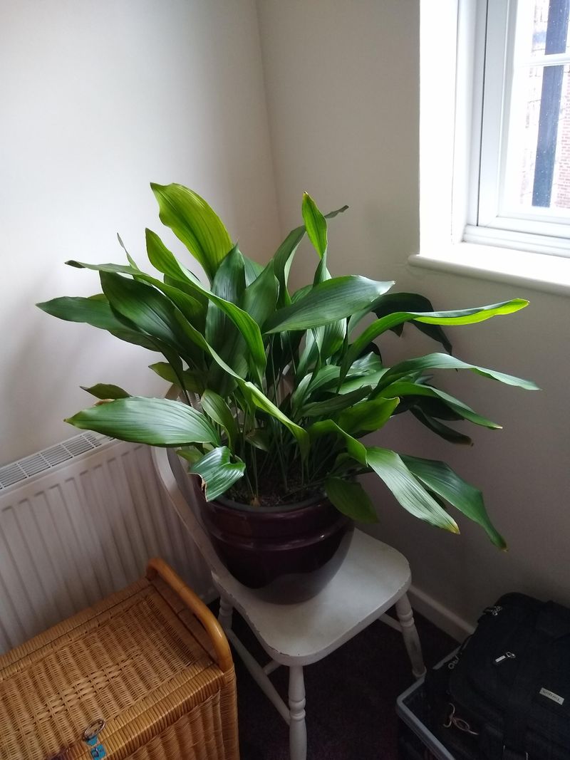Cast Iron Plant (Aspidistra elatior)