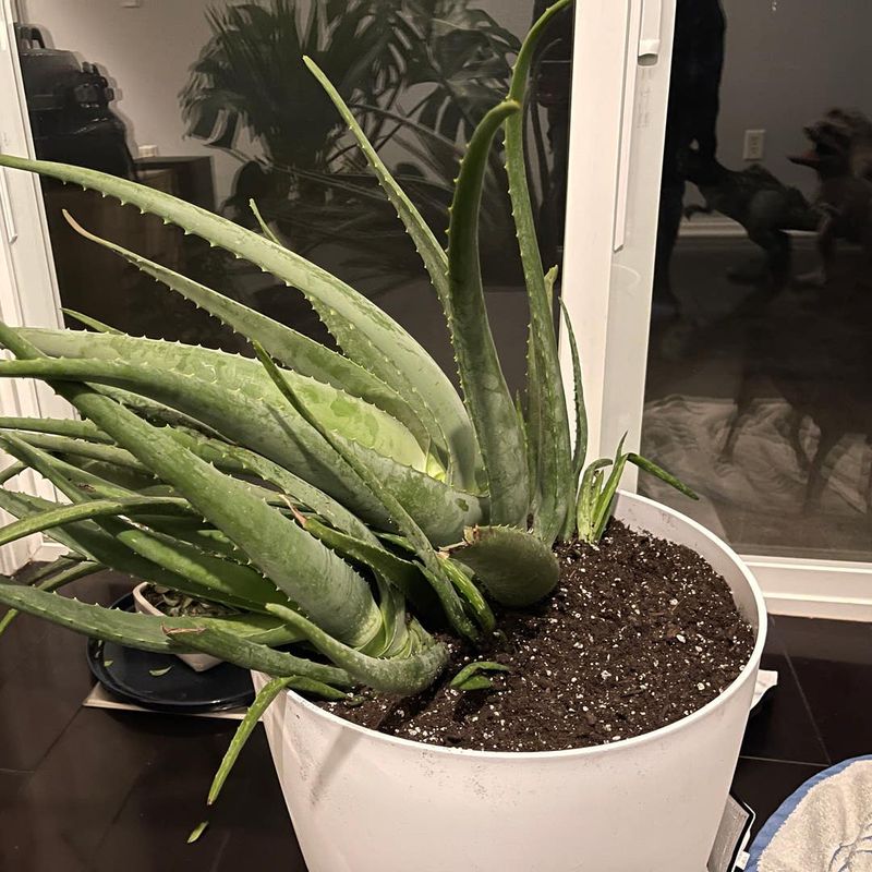 Aloe Vera (Aloe Barbadensis Miller)