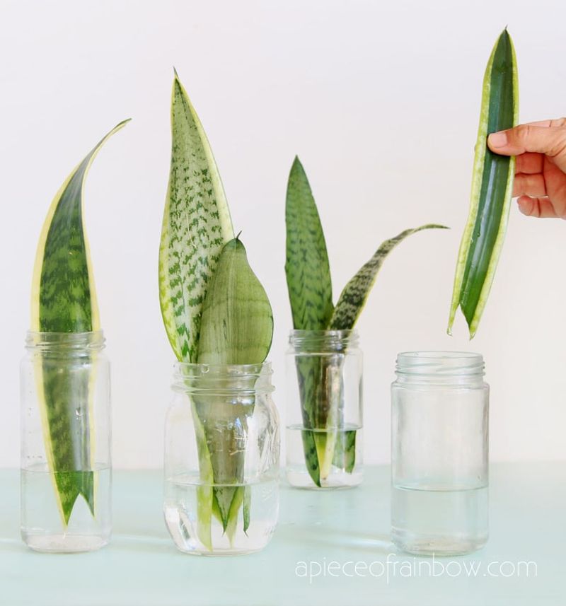 Snake Plant (Sansevieria Trifasciata)