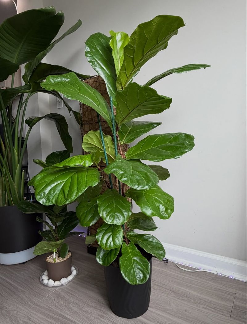 Fiddle Leaf Fig (Ficus Lyrata)