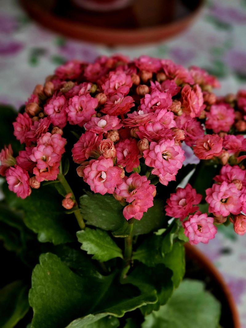 Kalanchoe