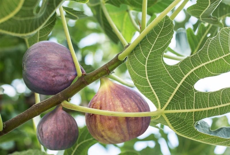 Fig (Ficus Carica)