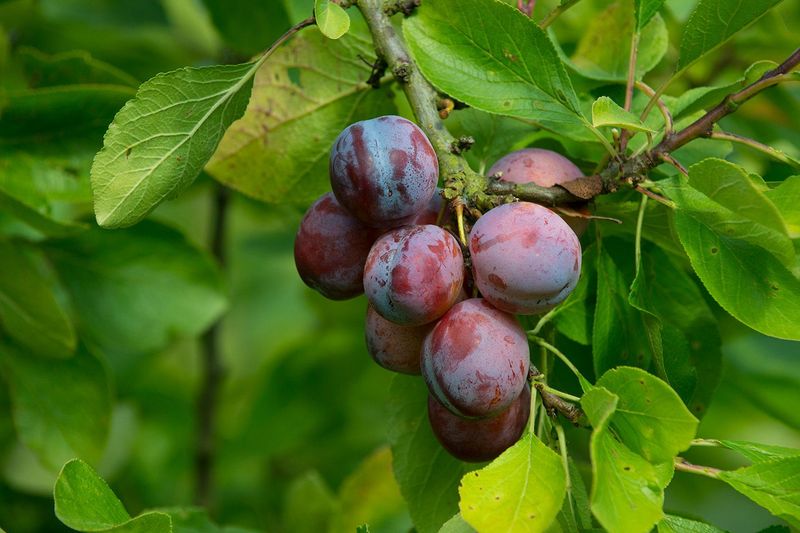 Plum Trees (European Varieties)