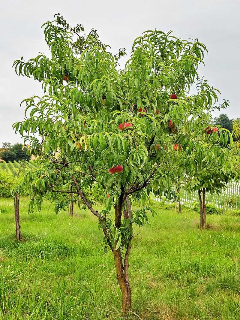 Nectarine Trees