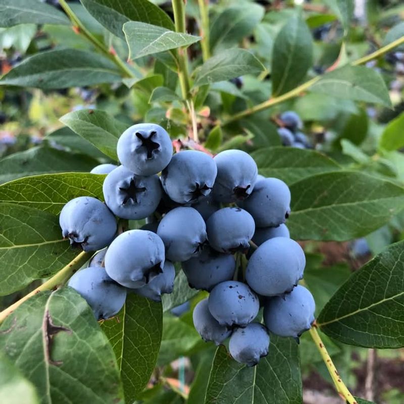 Blueberries