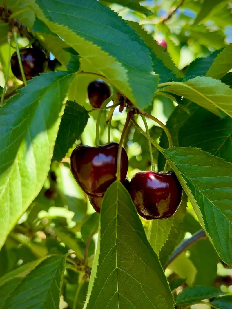Cherry Trees Are Often Pruned After Harvest Or In Summer