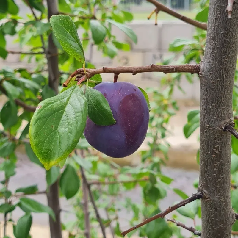 Plum Trees Adapt Quickly When Planted In March Soil