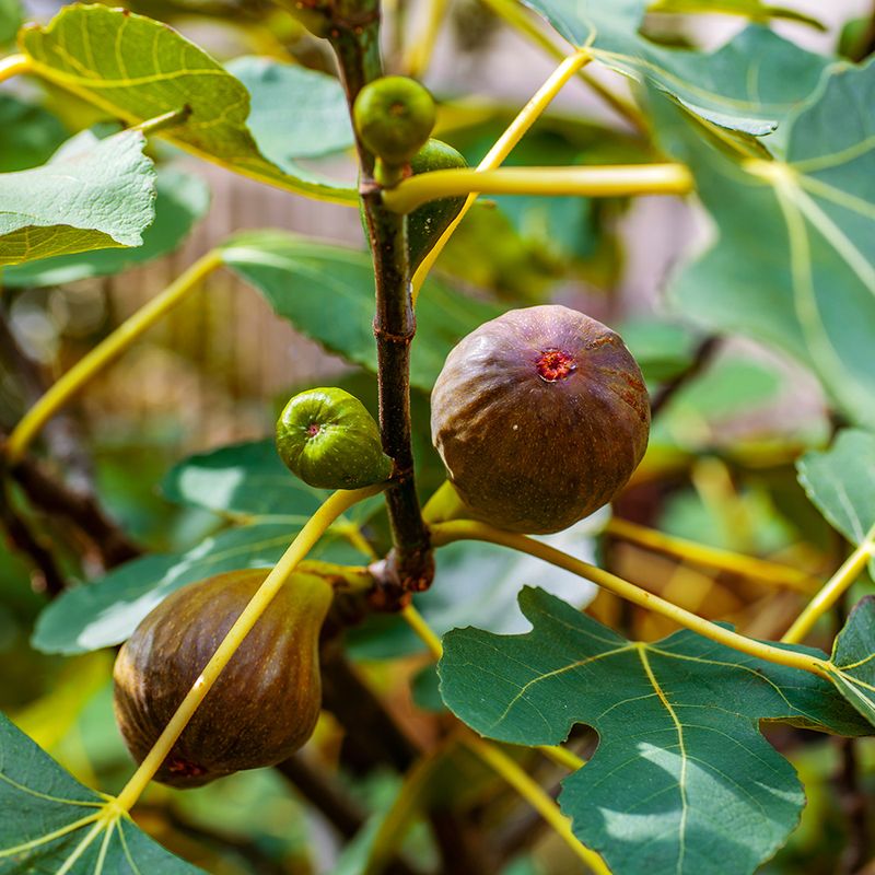 Fig Trees Growing Fast And Full Of Surprise Treats