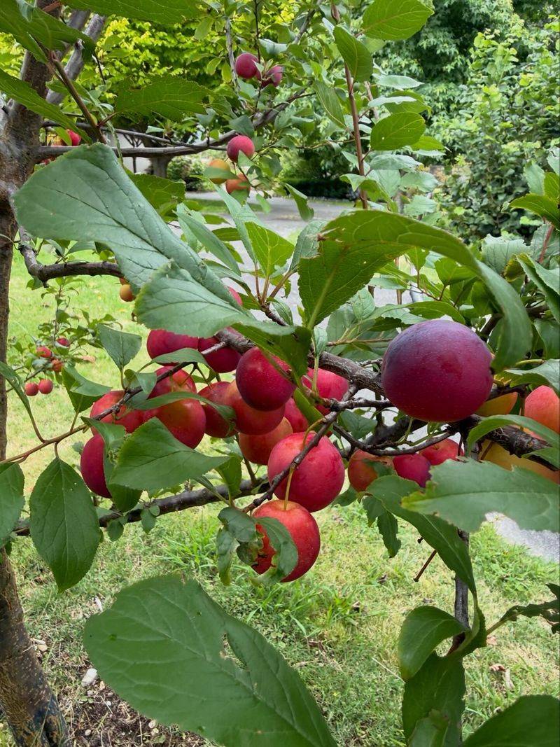 Plum Trees Grow Better With A Light Canopy Thinning In Early Spring