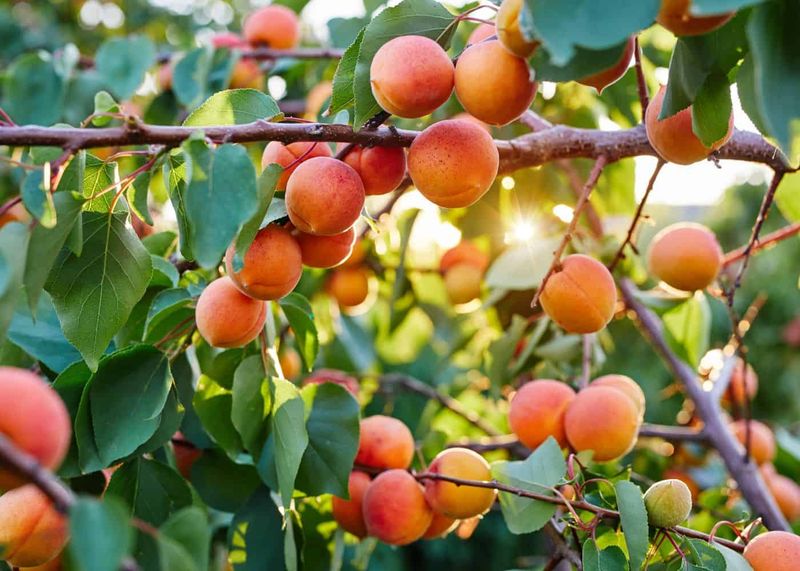 Apricot Trees Decline Quickly In Warm, Humid Climates