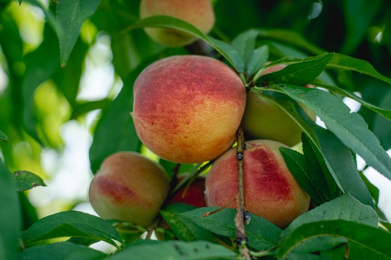Peach (Prunus Persica)