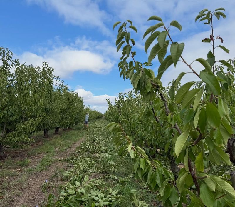 Sweet Cherry Trees Need Light Pruning Before Spring Growth