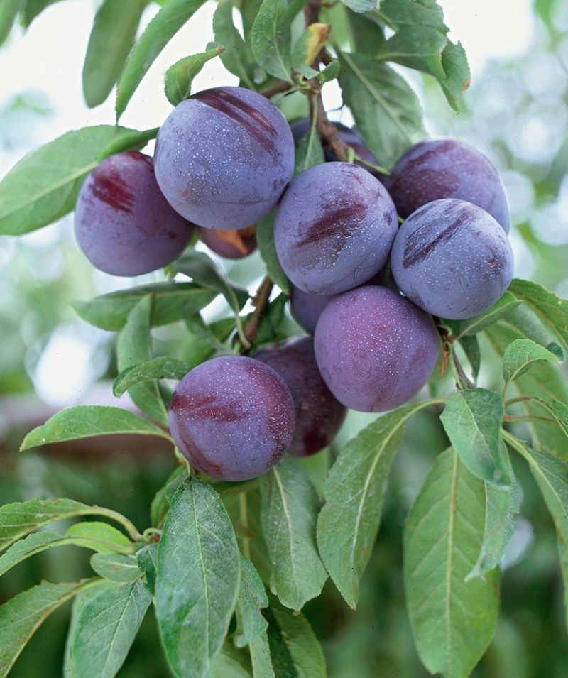 Plum Trees Ripe For Quick Harvests And Taste