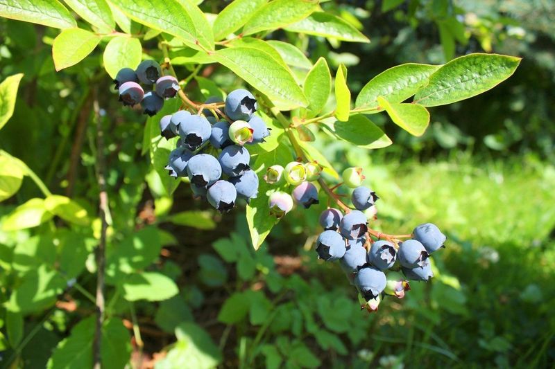 Blueberry Trees (Highbush Types)