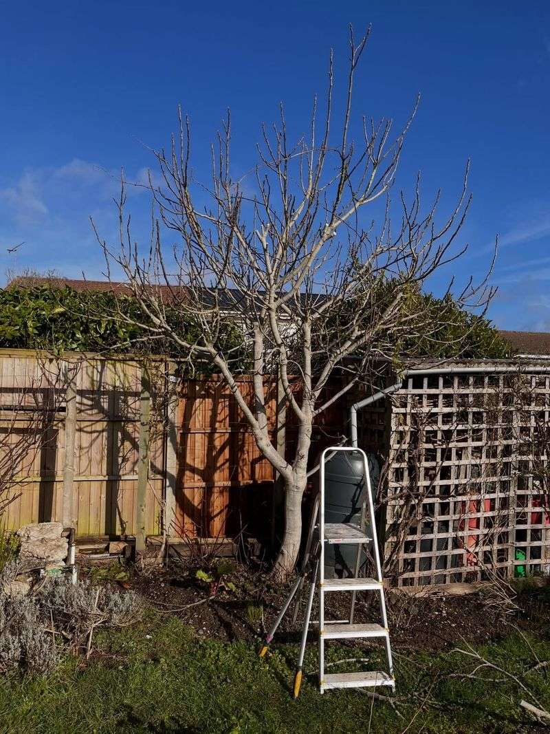 Fig Trees Can Be Lightly Trimmed In Early Spring To Shape Growth