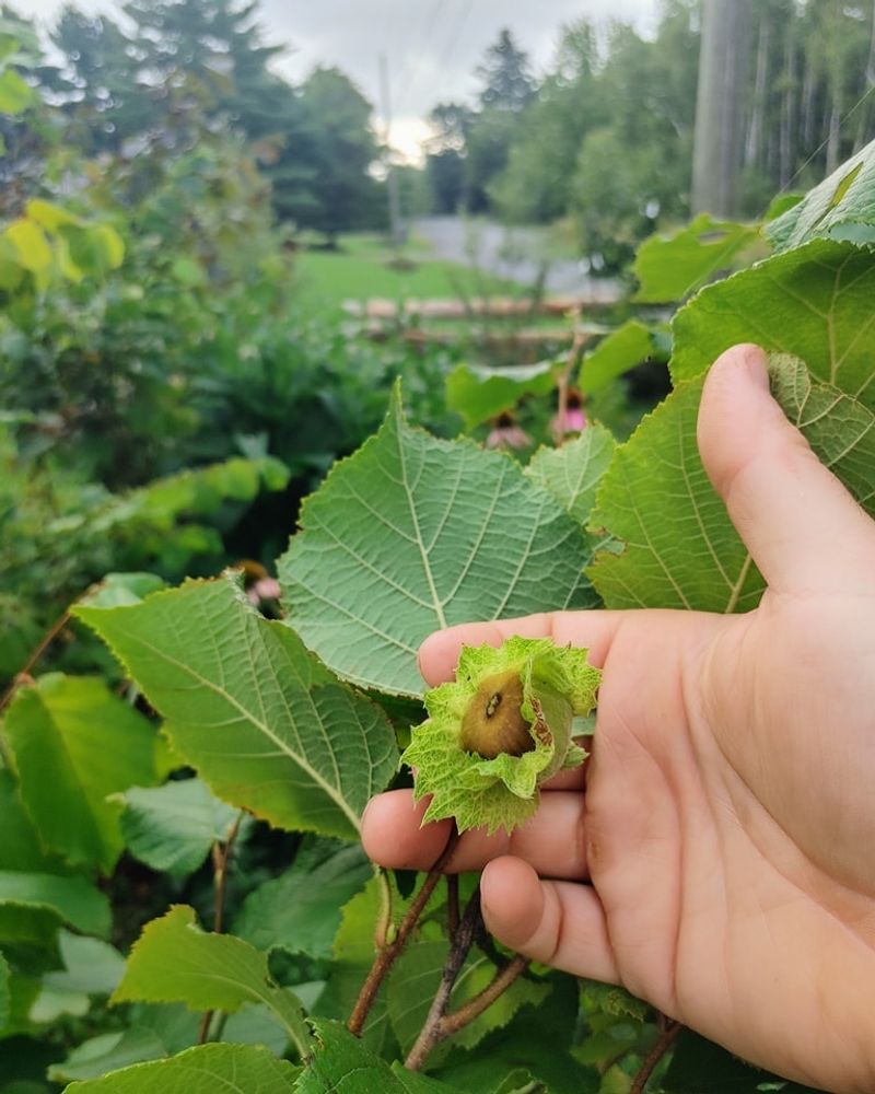 American Hybrid Hazelnuts Leaf And Bloom Later In Cool Springs